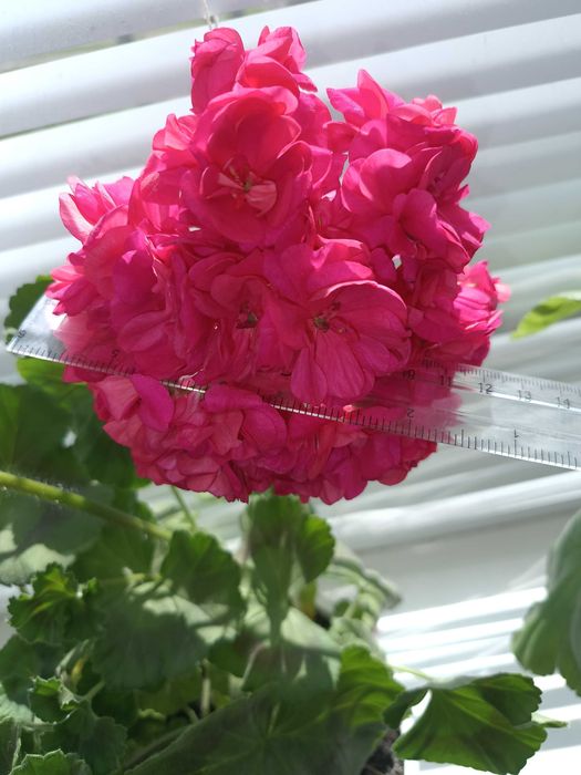 Пеларгонія ТА Шахерезада