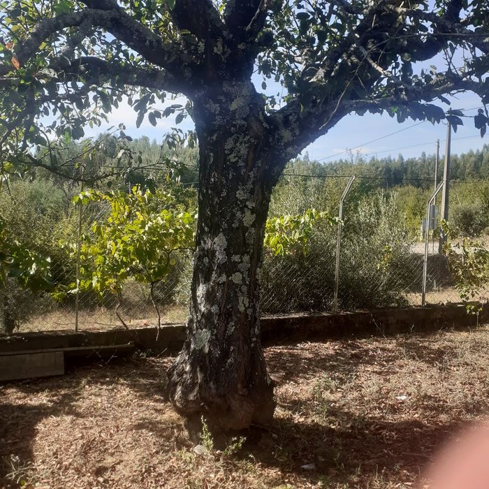 Cerejeira com 30 anos