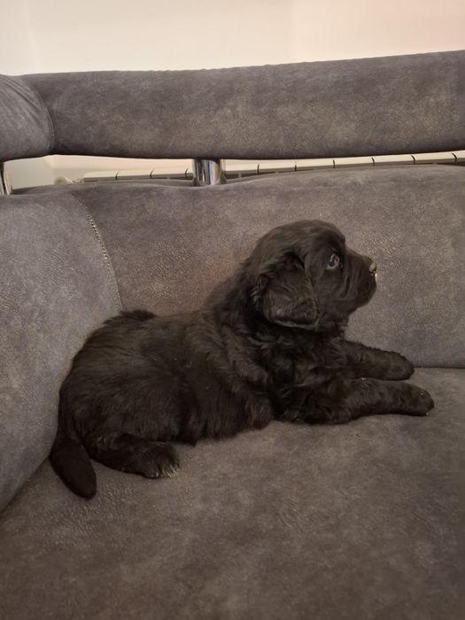 Golden Mountain Dog !Golden retiever+Berneński Pies Pasterski