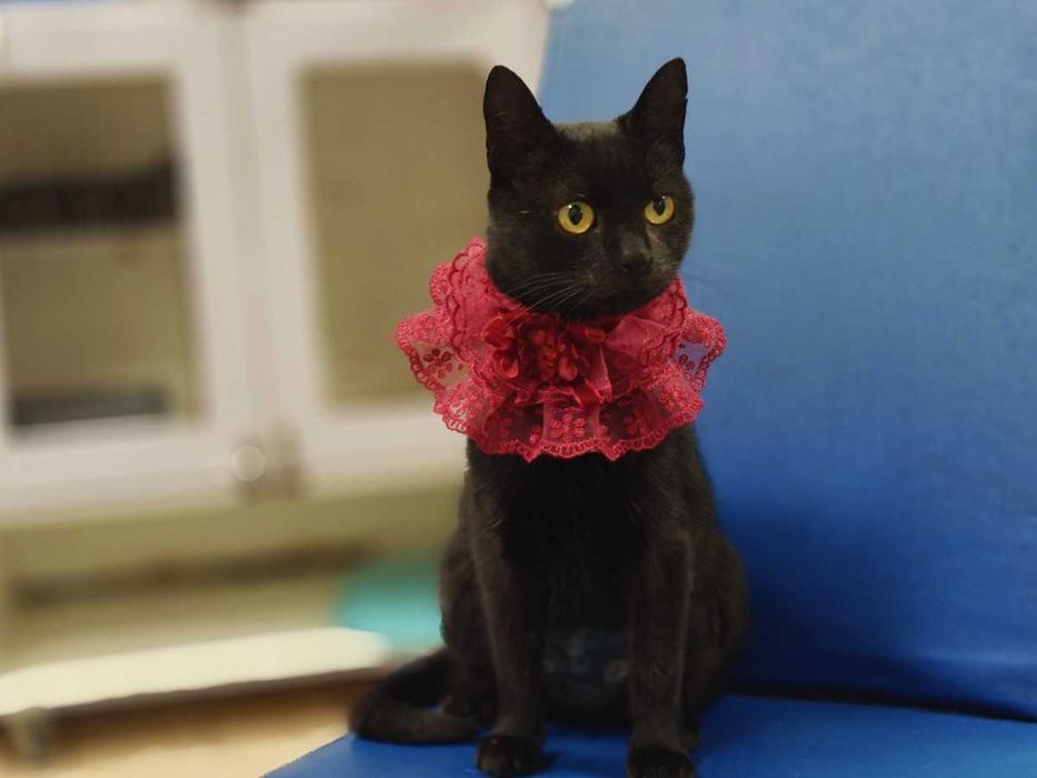 Пандора — норкова чорнява красуня в очікуванні дому (кішка, 1рік)