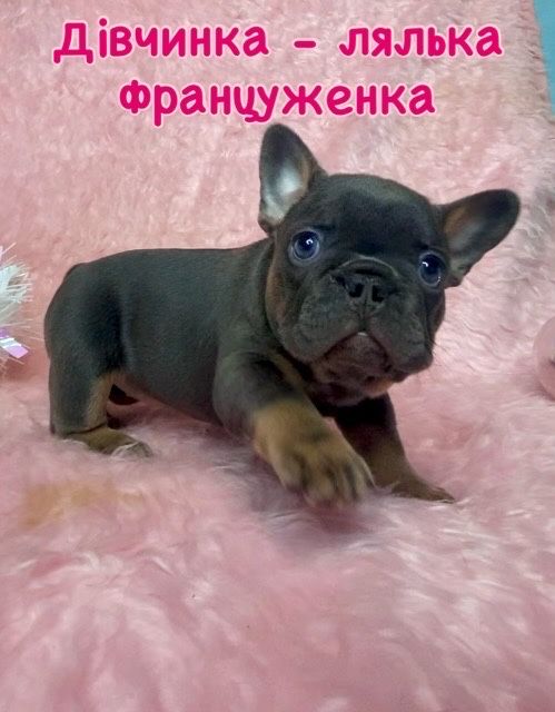 Голубой щенок Французского Бульдога, девочка лялечка