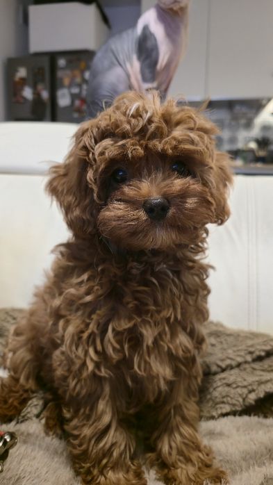 Cavapoo F1b samiec