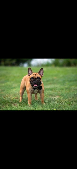 Suka buldog francuski
