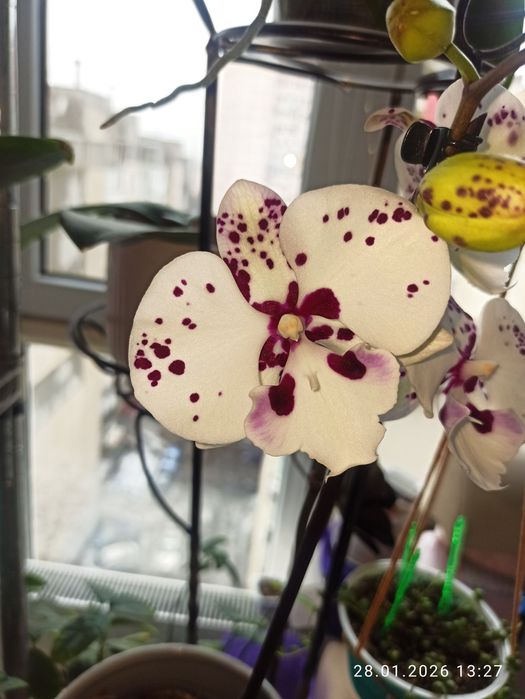 I-Shin Dream bubble фаленопсис орхидея Биг лип