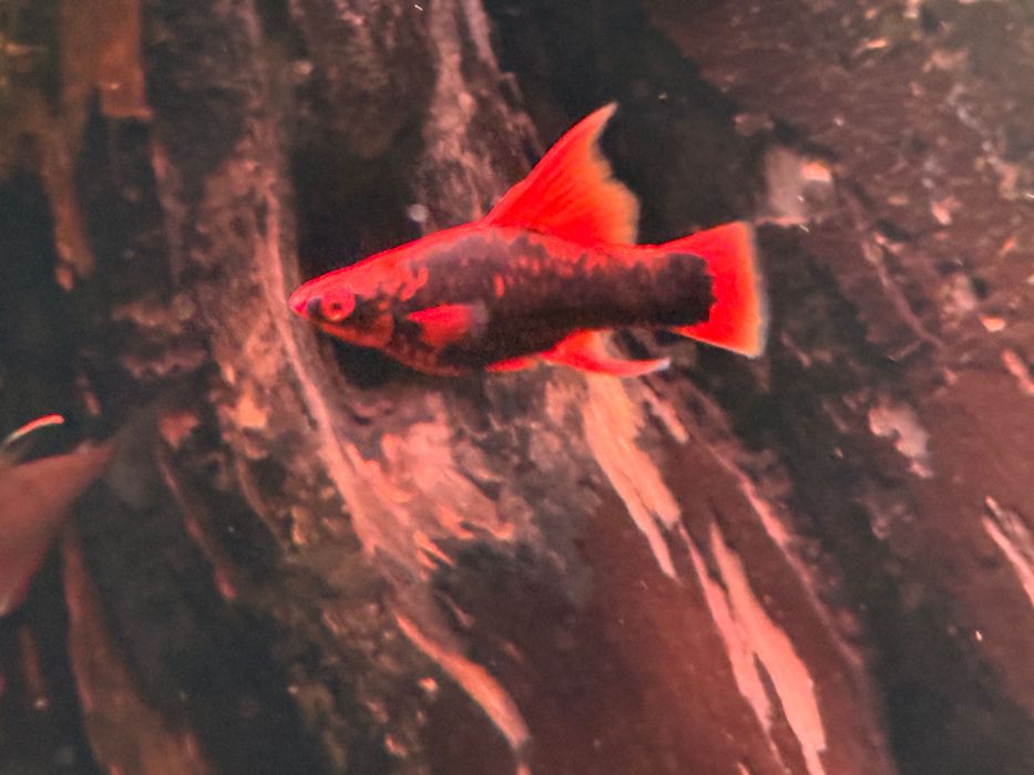 Mieczyki RED RUBY -hodowla hobbystyczna