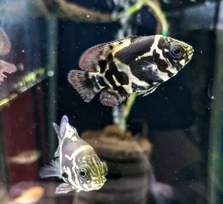 Pielęgnica Pawiooka - TINA ZOO Zabrze