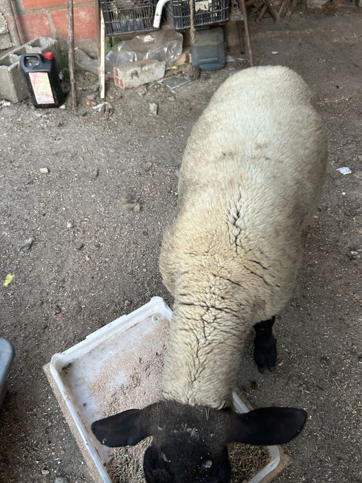 Animal de quinta