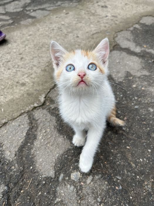 Кошенята в добрі руки