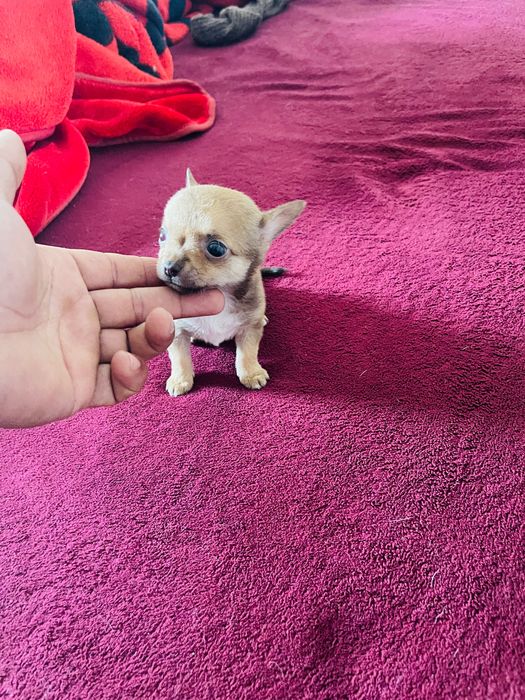 Chihuahua macho miniatura