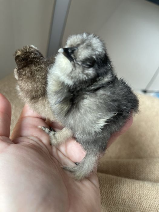 Продам яйце під замовлення китайская шелковая.