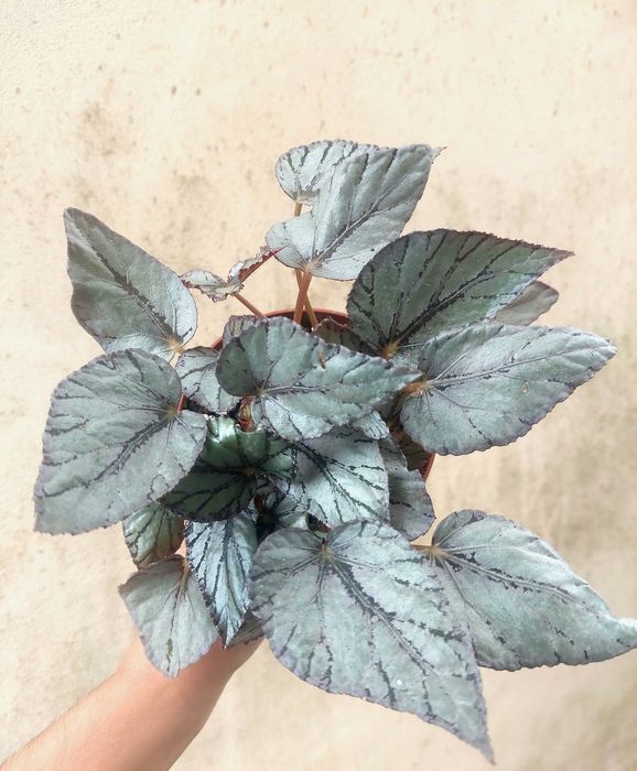 Planta Begonia Silver