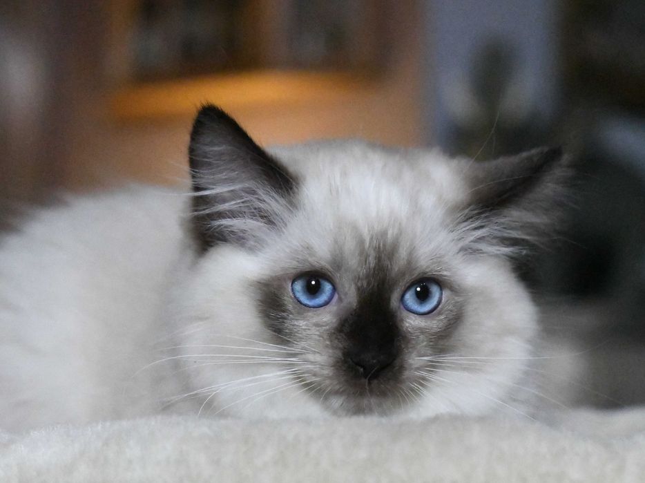 Ragdoll kotka  JOWI po przebadanych rodzicach