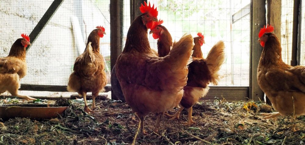 Kury nioski Leghorn z jajkiem Starokrzepice