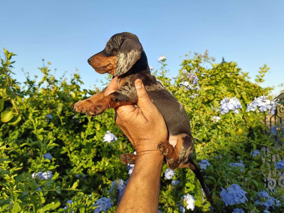 Teckel machinho mini Arlequim preto