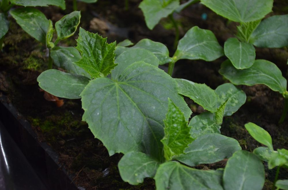 Огірки, капуста, баклажани, перець