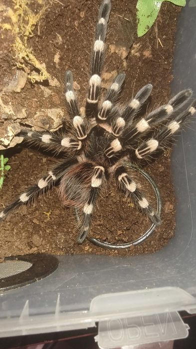 Pająk ptasznik Acanthoscurria geniculata samica