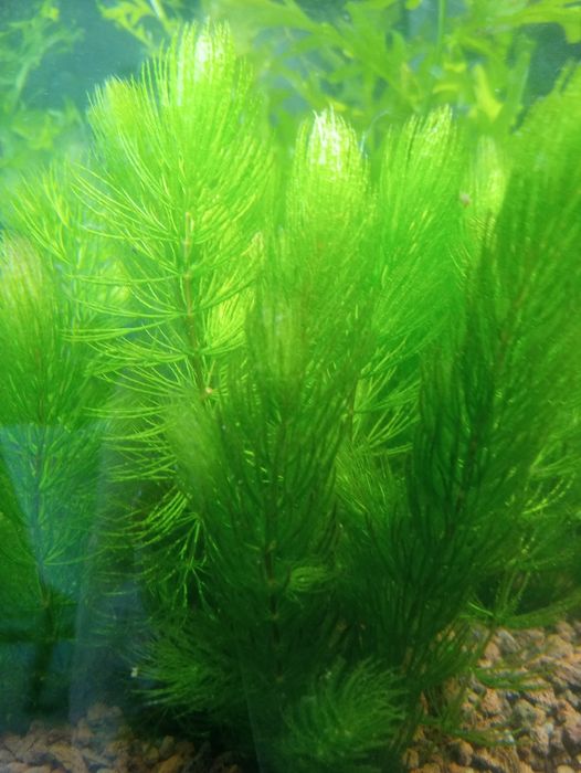 Rogatek- roślinka akwariowa