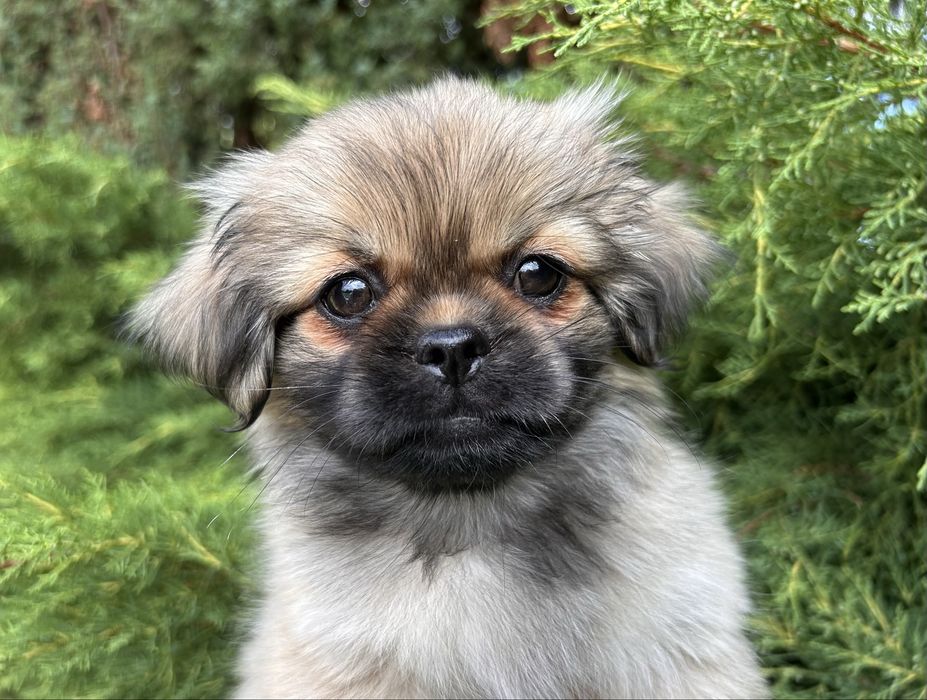 Spaniel Tybetański szczeniak ZKWP FCI