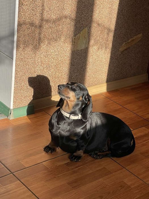 Шукаю чорного самця такси для в'язки