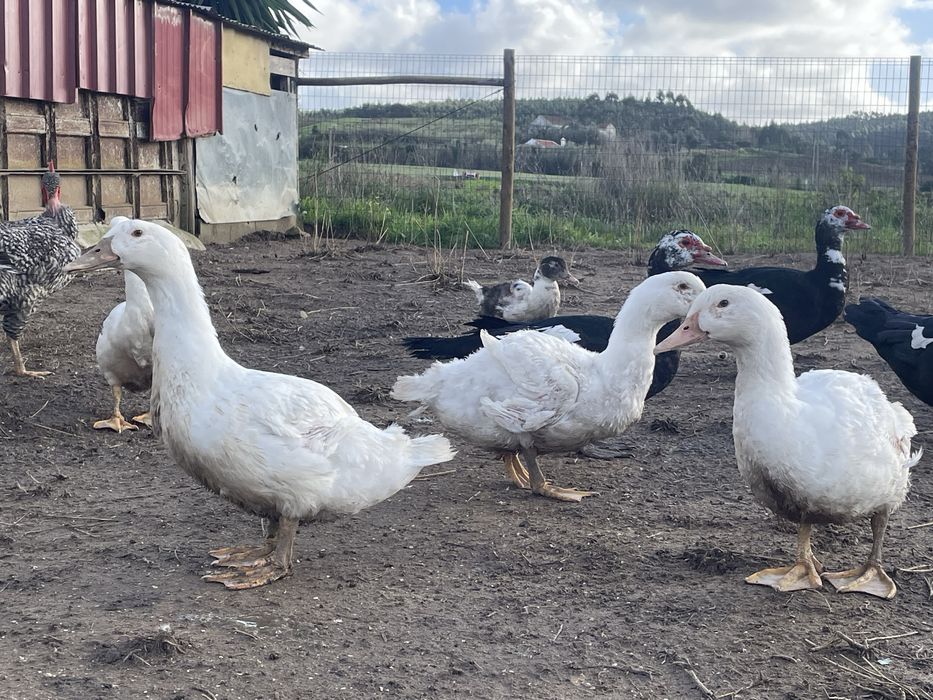 Patos jovem e adulto