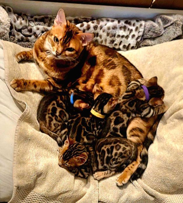 Котенок бенгал мальчик, Бенгальский чистокровный, готовый к перезду