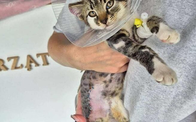 Mały Lufcik stracił łapkę i pół uszka… czy ktoś go pokocha?