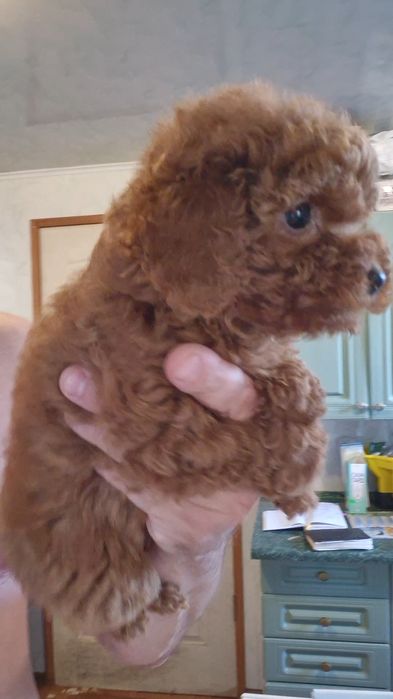 Лапочки тойчики дівчатка красотульки