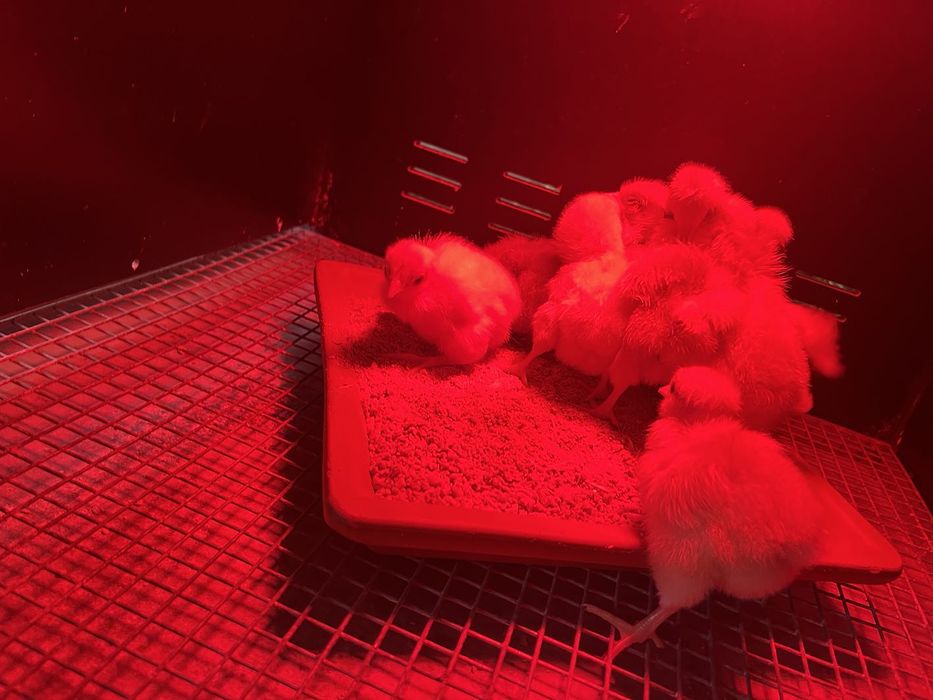Criadeira - Incubadora Pintos primeiros dias