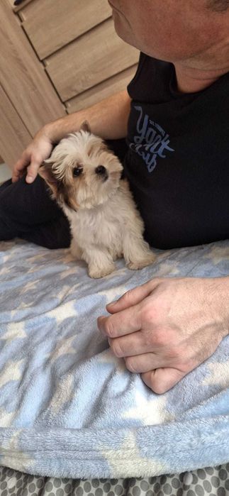 Yorkshire terrier