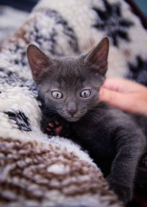 Кошенята шукають дім