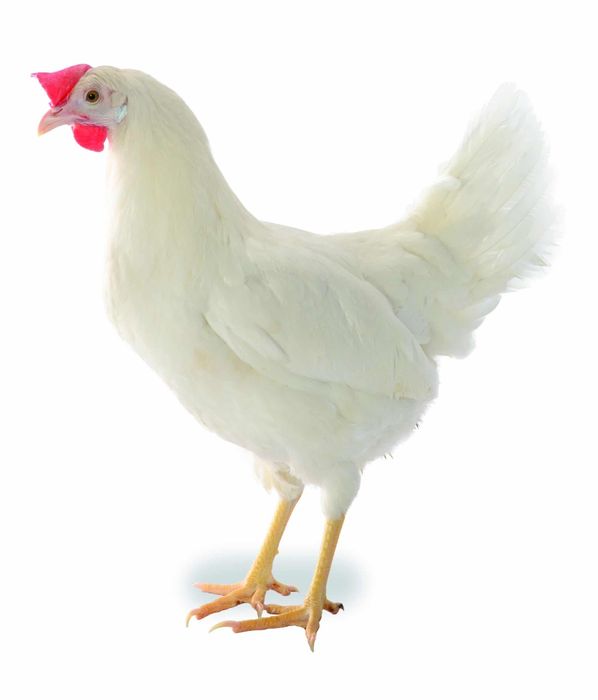 Kury Nioski Leghorny z jajkiem. Wysylka!!