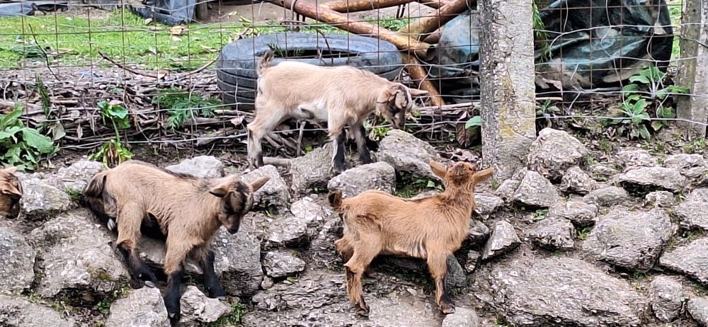 Cabras anãs  femeas