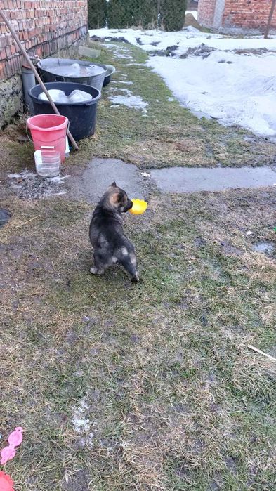 Віддам в добрі руки цуцення  дві  дівчинк (при потребі  стерилізуємо)