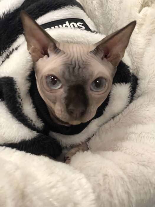 Сфинкс голубоглазая девочка