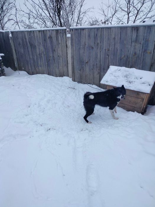 Руско-європейська лайка