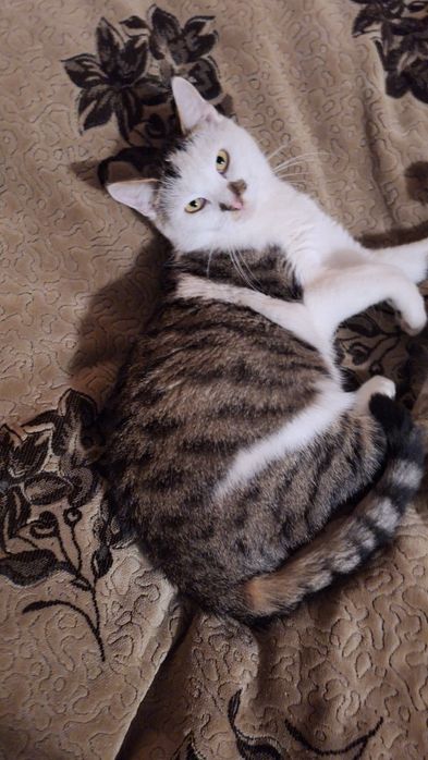 Віддам котика в гарні руки