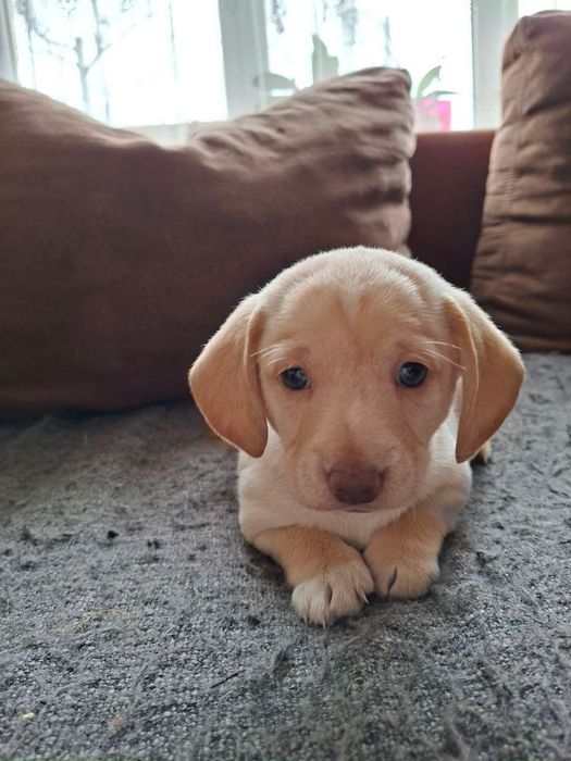 Таксики в добрі руки