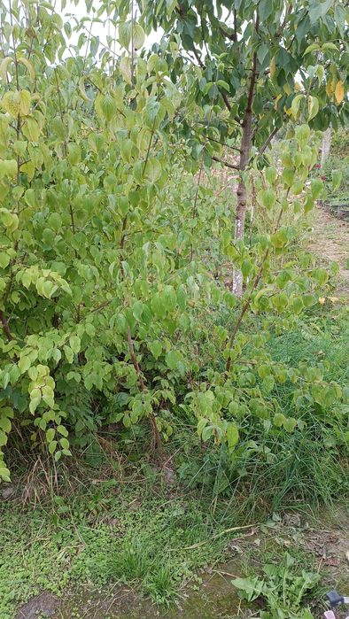 Кизил (дерен) саджанці сорт "Володимирський"