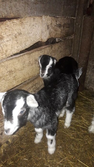 Козички породисті