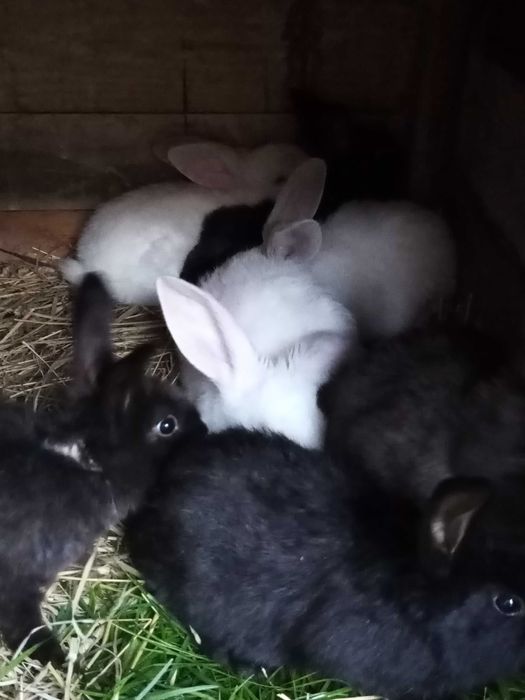 Króle  młode zdrowe