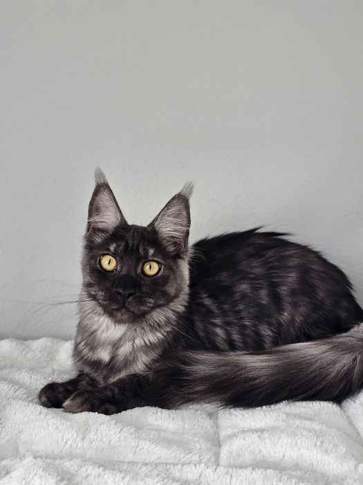 Rezerwacja Kotka rasy Maine Coon FPL