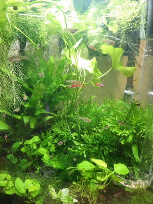 Guppy enlder vermelho