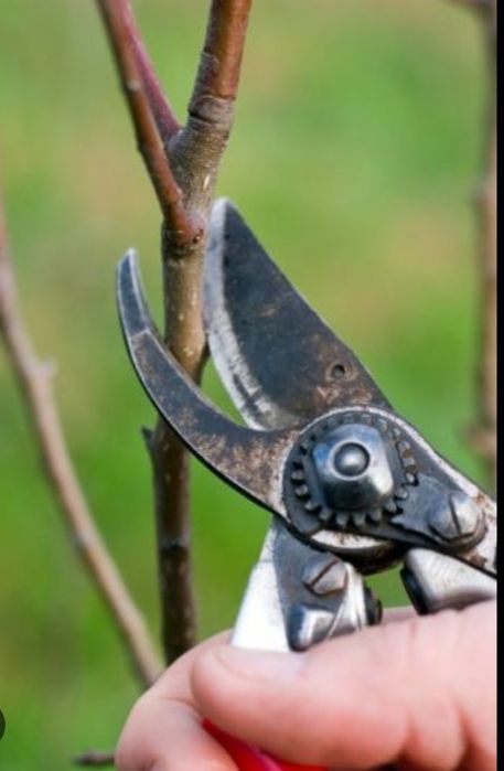 Подрезка виноград деревьев,спил деревьев,вспашка копка огорода, уборк