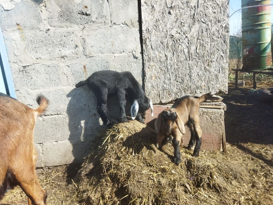 Козлики Англонубійці 75%