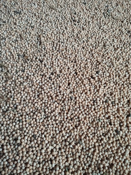 Продам горох 2025 року