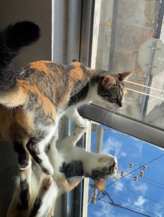 ESTERILIZADA | Gata juvenil e meiga disponível para adoção responsável