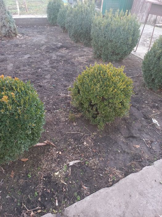 Продам  кусты самшита