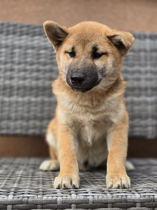 SHIBA INU szczeniak do odbioru gotowy metryka chip pies