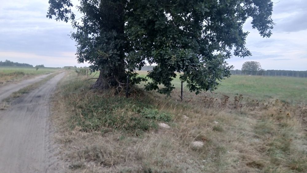 Sprzedam działkę siedliskową o powierzchni 3000 m² z WZ. - Widok 4
