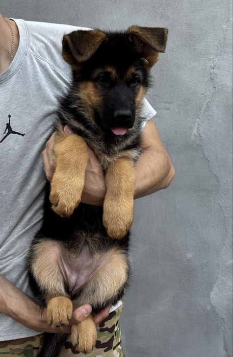 Німецька вівчарка дівчинка